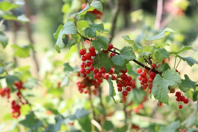 johannisbeeren-rot-ribes-beitragsbild-9077 Johannisbeeren