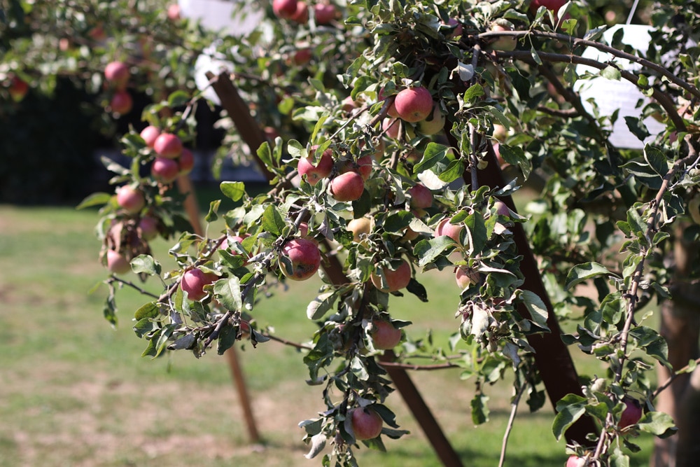 Obstbäume unterpflanzen: 5 Pflanzen für Apfel
