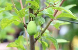 Aprikosenbaum Krankheiten