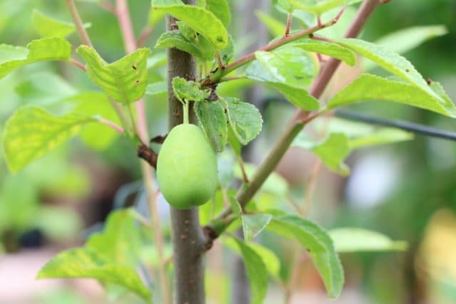 Aprikosenbaum Krankheiten