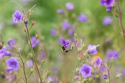 Bienenfreund