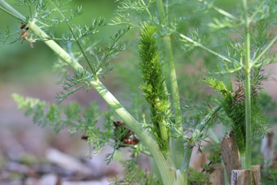 Foeniculum vulgare