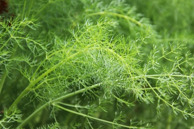 Foeniculum vulgare