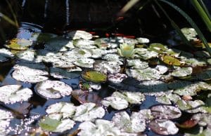 Teich reinigen