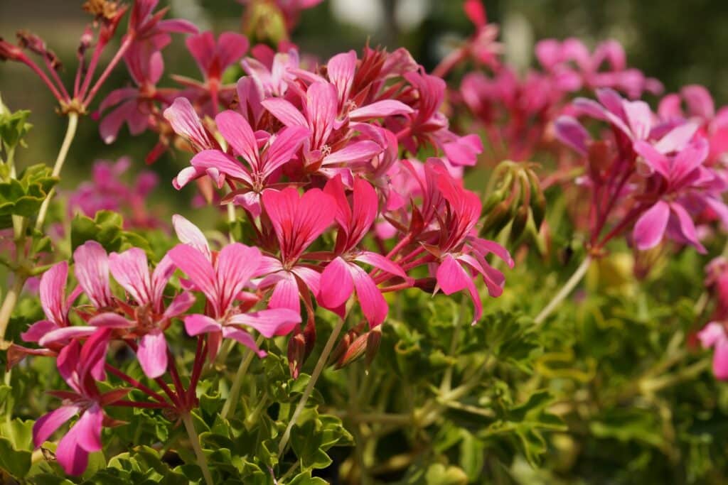 Geranie (Pelargonie)