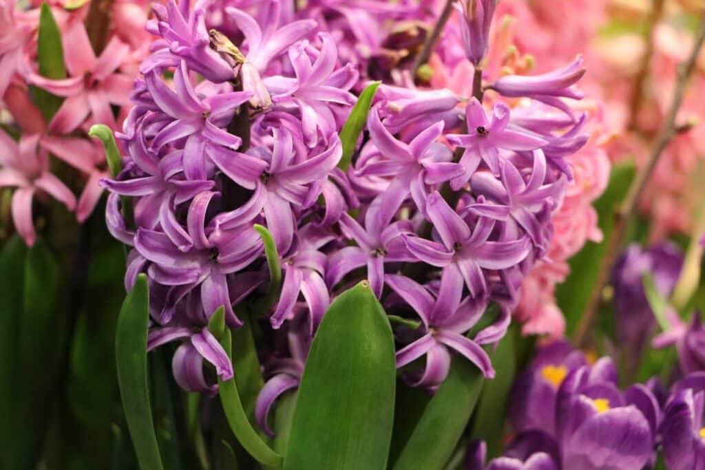 Hyazinthen (Hyacinthus)