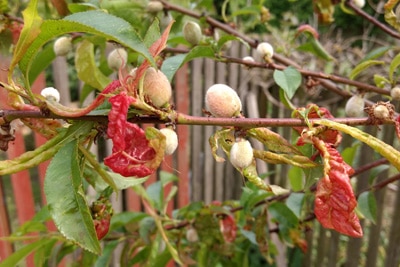 Aprikosenbaum Krankheiten Obstbäume