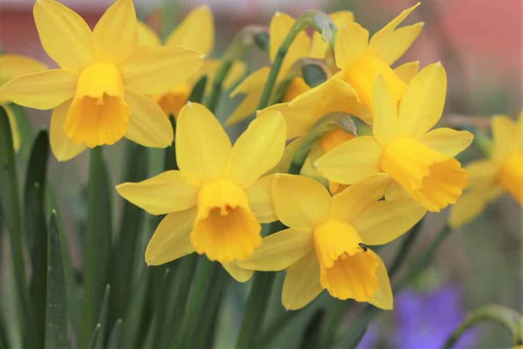 Narzissen (Narcissus)