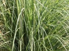 Schilf Im Garten Schilfgraser Pflege Schneiden Und Beseitigen