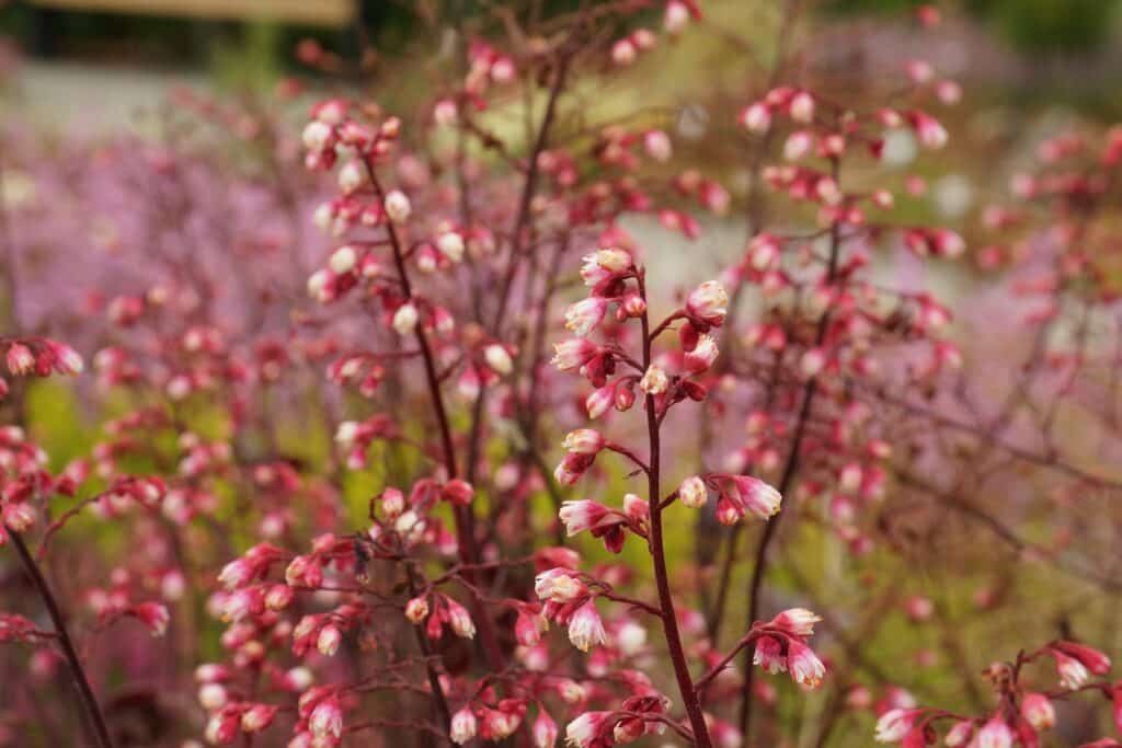 Purpurglöckchen (Heuchera)