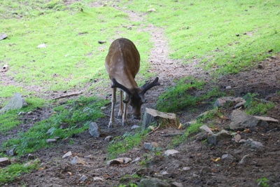 Rehe im Garten