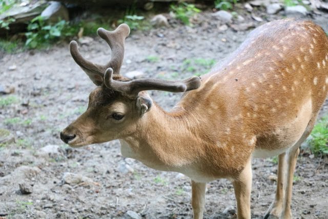 Rehe im Garten