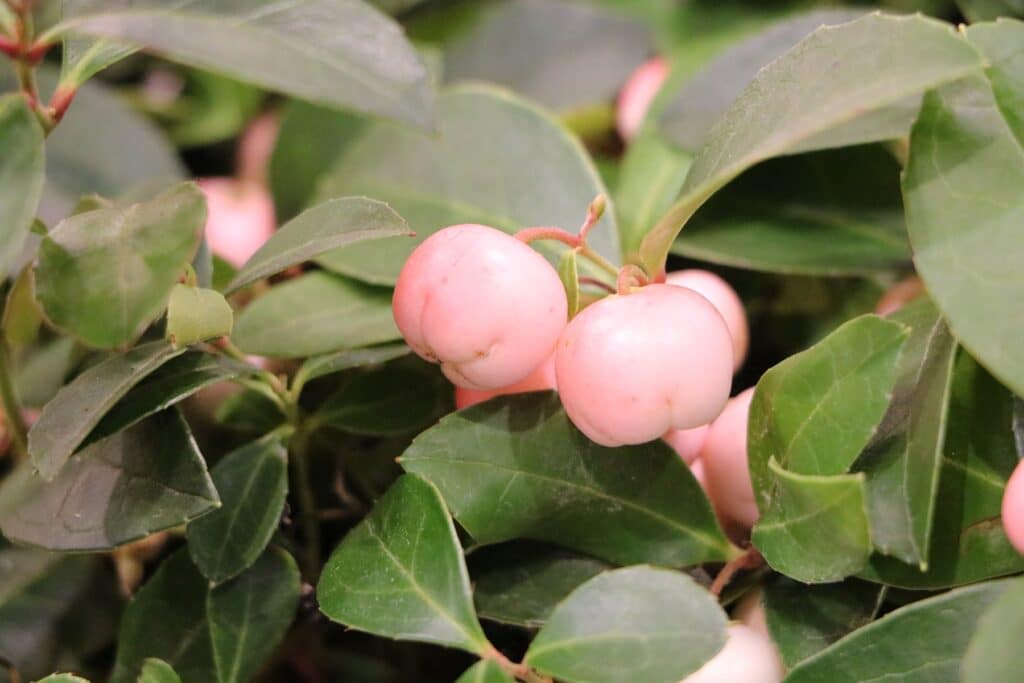 Scheinbeere (Gaultheria procumbens)