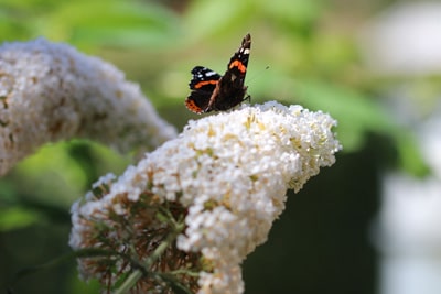 Sommerflieder sommerblühend