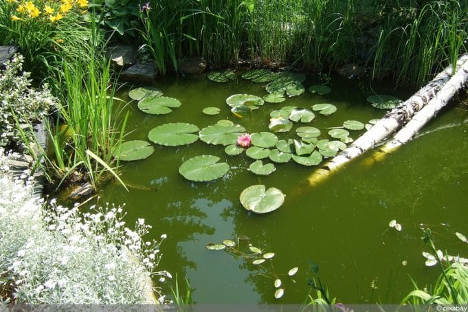 teich-algen-beitragsbild-pb Schwebealgen bekämpfen