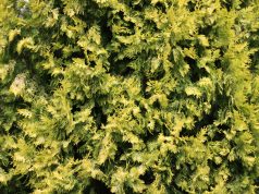 Thuja wird braun