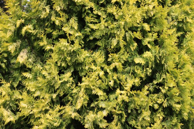 thuja-lebensbaum-beitragsbild-6984 Thuja wird braun