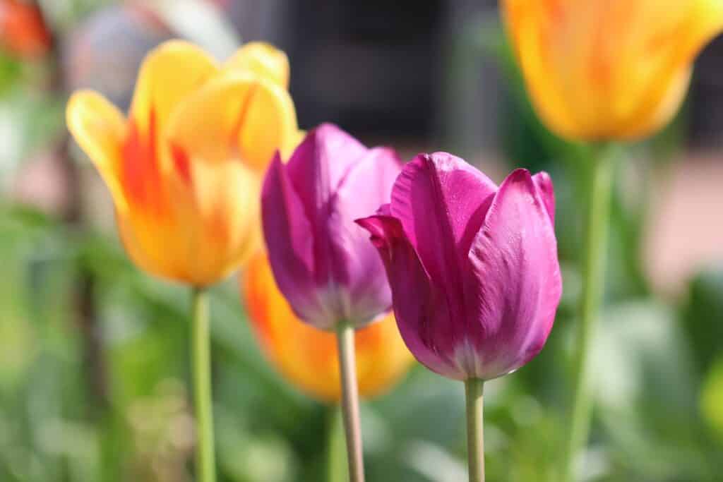 Tulpen (Tulipa)