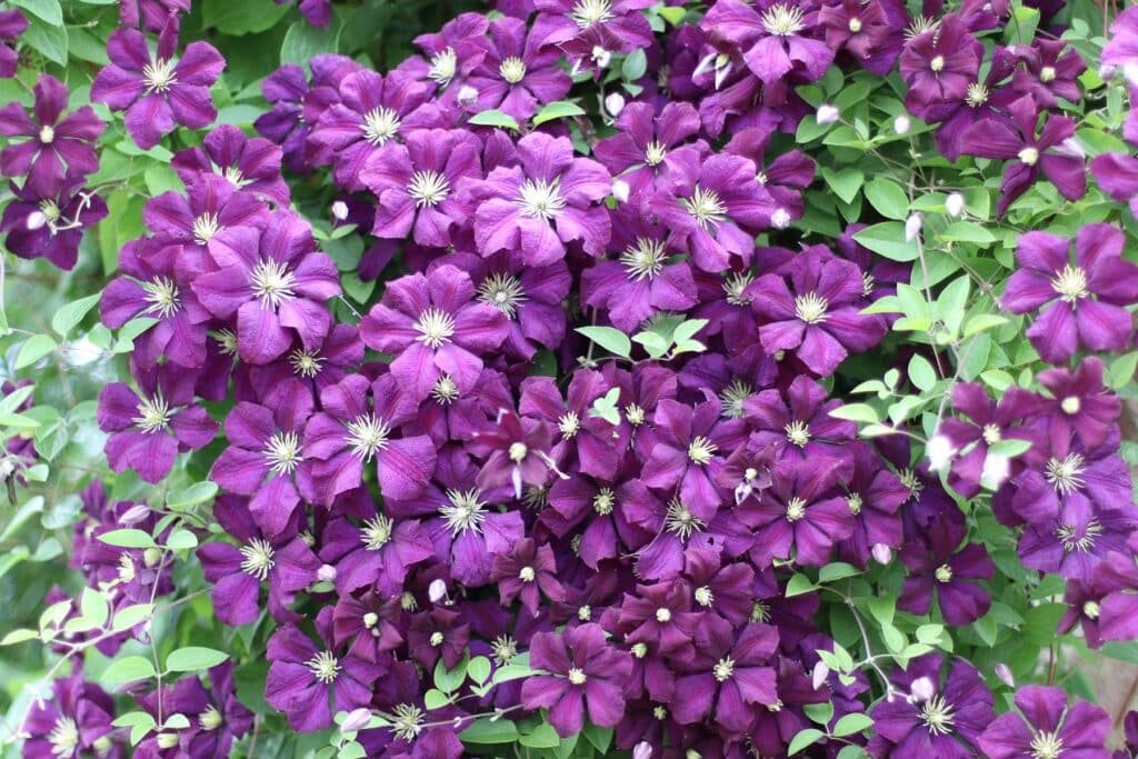 Waldrebe (Clematis)