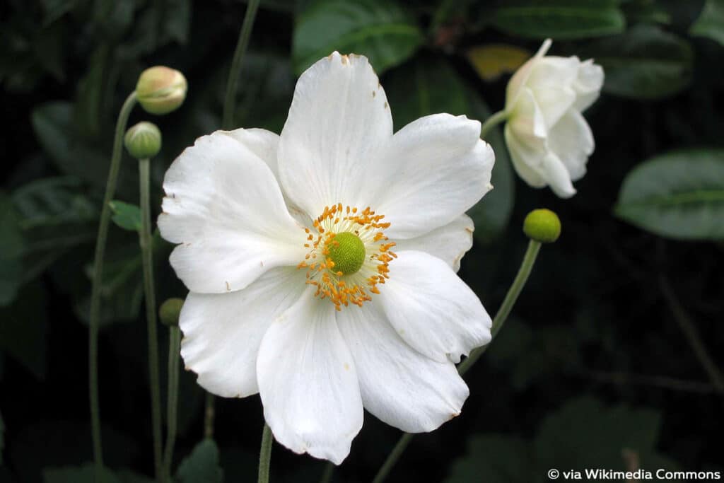 Anemone (Anemone japonica), winterharte Stauden