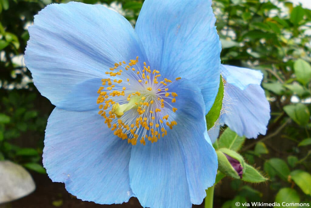 Blauer Scheinmohn (Meconopsis betonicifolia), winterharte Stauden