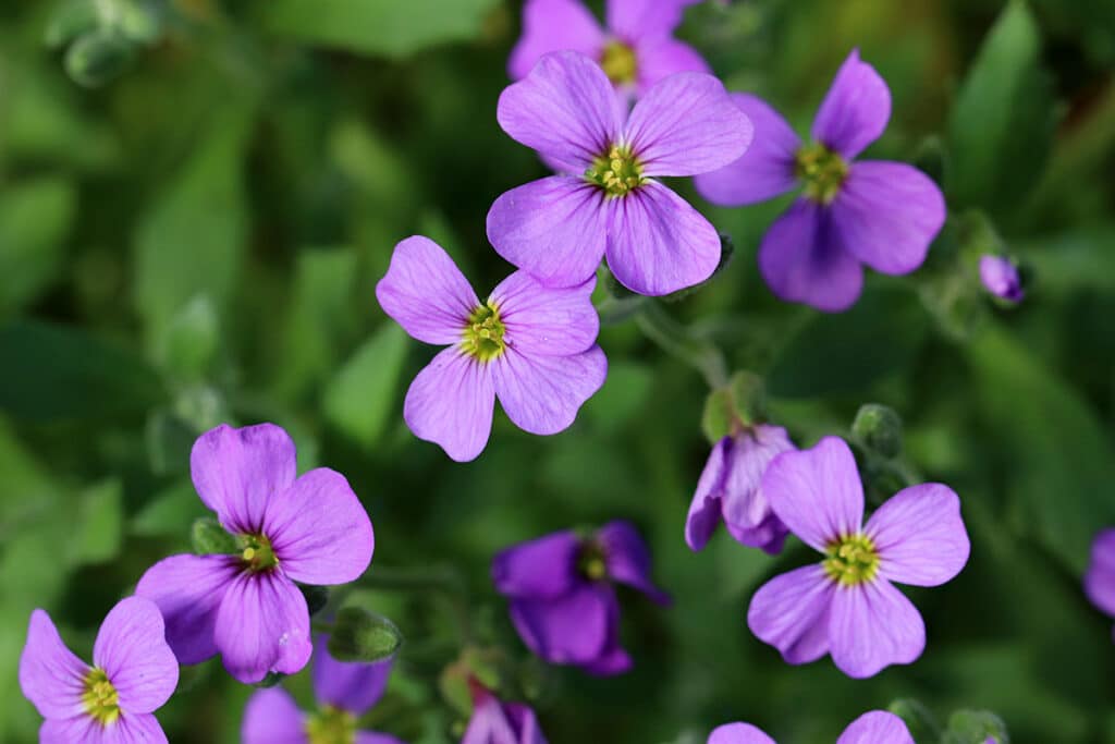 Blaukissen (Aubrieta), winterharte Stauden