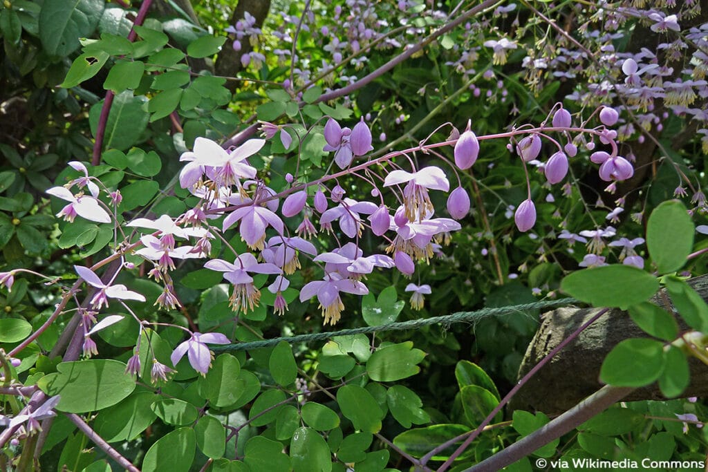 China-Wiesenraute (Thalictrum delavayi)