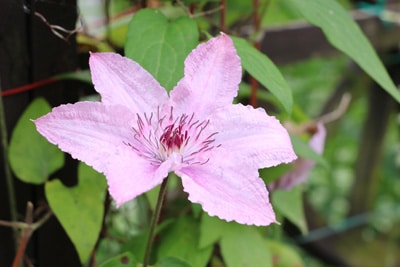 immergrüne Clematis