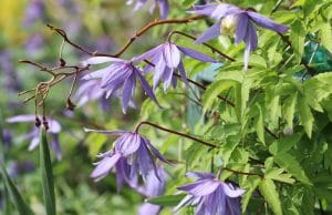 Clematis winterhart