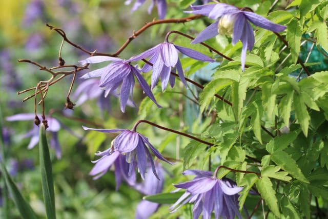 Clematis winterhart