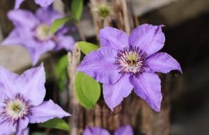 Clematis giftig