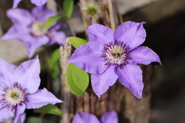 Clematis giftig