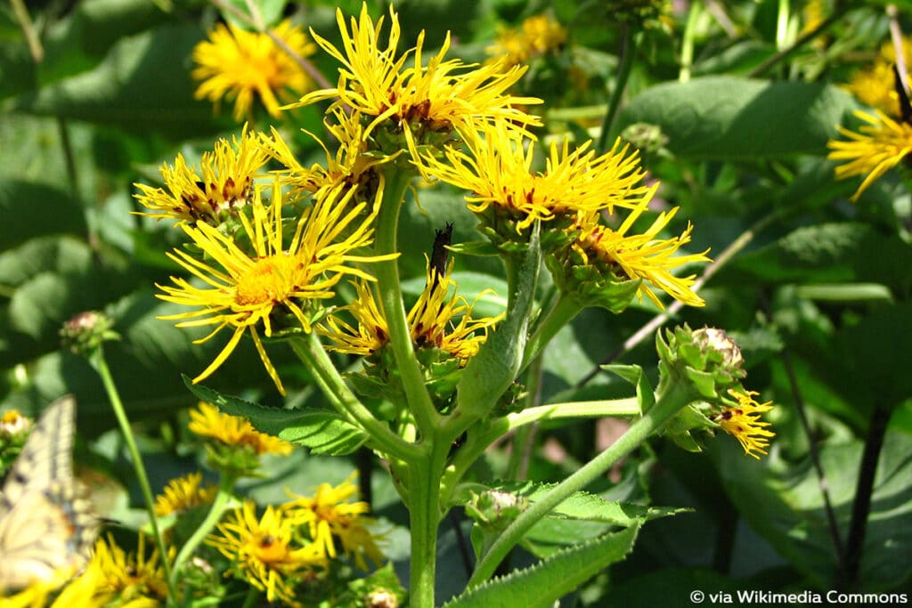 Echter Alant (Inula helenium)