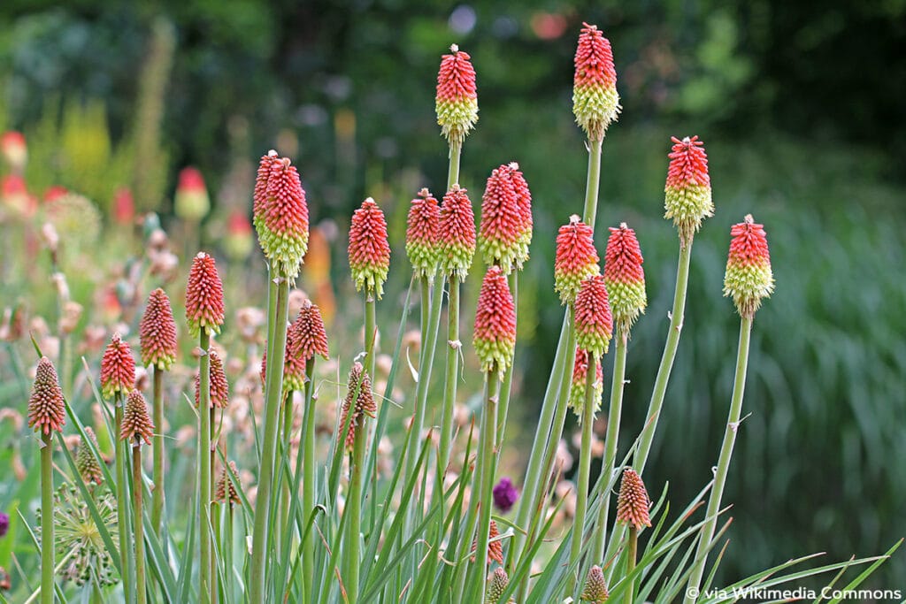 Fackellilie (Kniphofia), winterharte Stauden