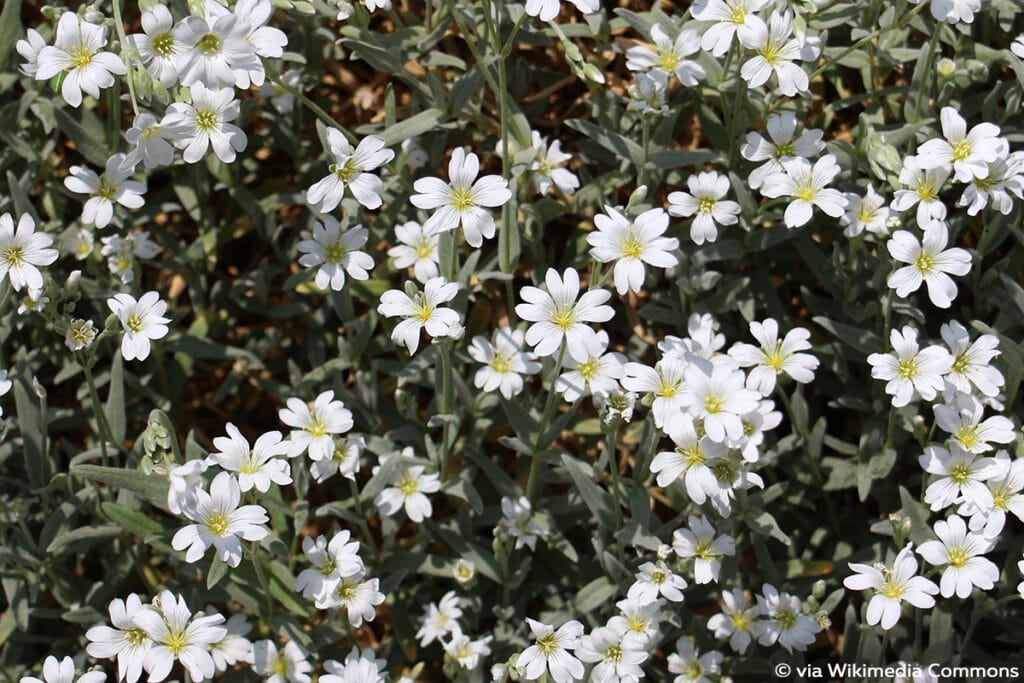 Filziges Hornkraut (Cerastium tomentosum)