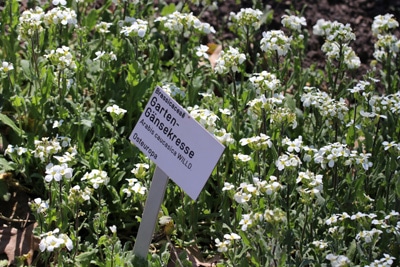 Winterharte Stauden 28 Mehrjahrige Niedrige Hohe Und Bluhende Gartendialog De