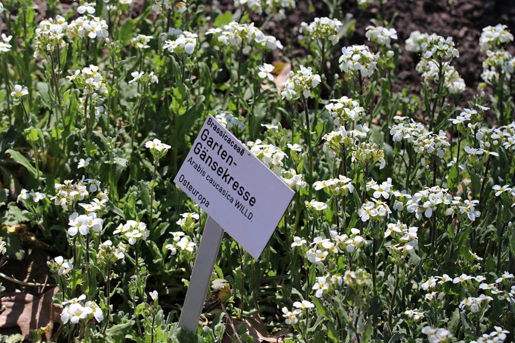 Gänsekresse (Arabis caucasica)