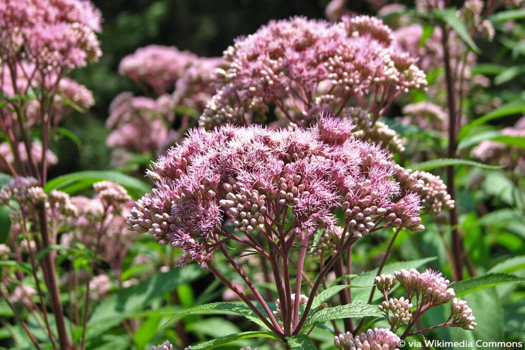 Wasserdost (Eupatorium maculatum)