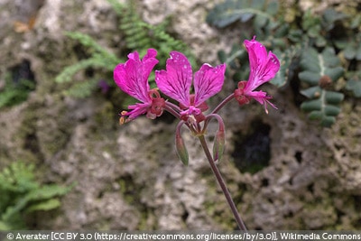 Pelargonium endlicherianum