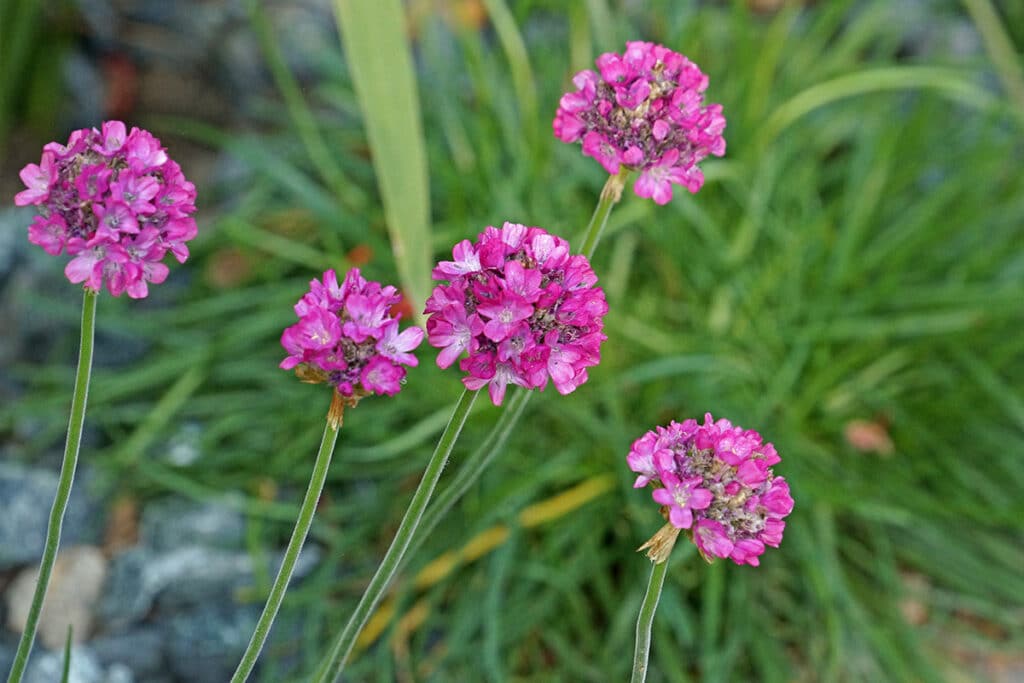 Grasnelke (Armeria maritima)