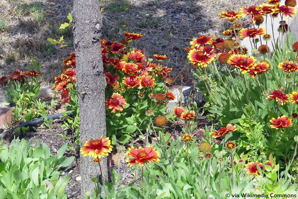 Großblumige Kokardenblume (Gaillardia grandiflora)