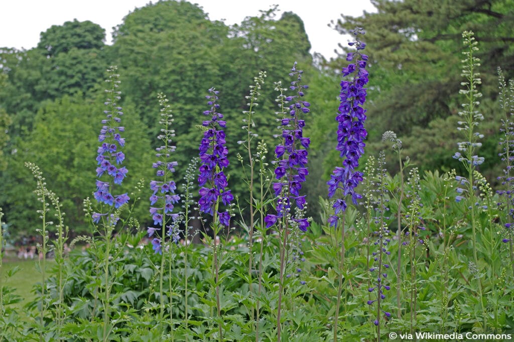 Hoher Rittersporn (Delphinium elatum)