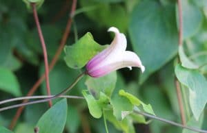 immergrüne Clematis