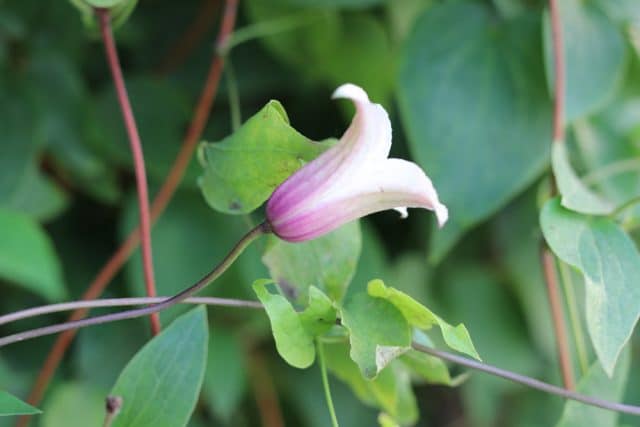 immergrüne Clematis