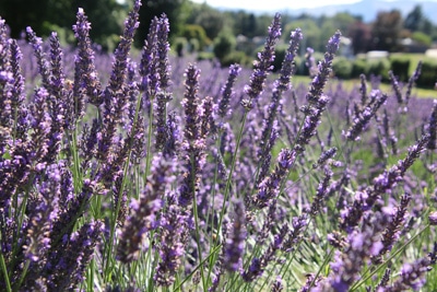 Lavendel Mücken Wohnung