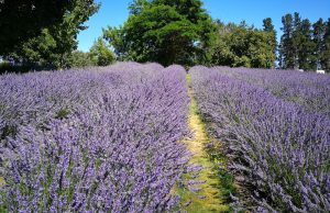 Lavendel giftig