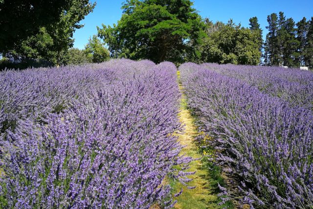 Lavendel giftig