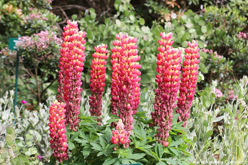 Lupinen (Lupinus polyphyllus)