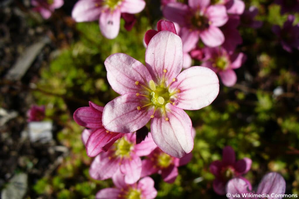 Moossteinbrech (Saxifraga arendsii), winterharte Stauden