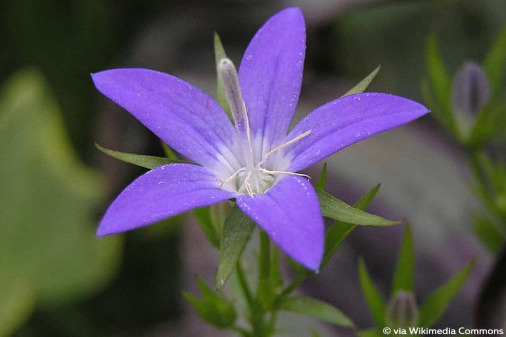 Polsterglockenblume (Campanula poscharskyana), winterharte Stauden